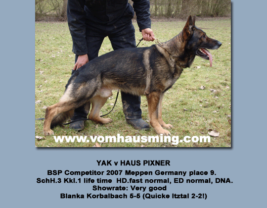 脰脰脠庐 Stud Dog St Yak1